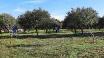 Land plot in Vrh, Krk island with an olive grove 