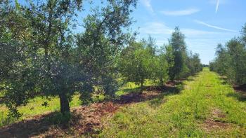 A spacious olive grove with 300 olive trees in Novigrad area 