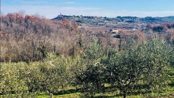 Olive grove in Buje for sale 