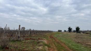 Land in Brtonigla, over 5 hectares 