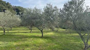 Olive grove with 210 trees on Mali Lošinj, 200m from the sea, for sale 