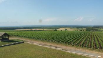 Уникальное предприятие по производству винограда в Славонии 