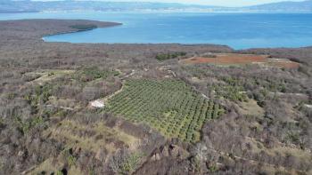 Piękny gaj oliwny w rejonie Sotovento na wyspie Krk 