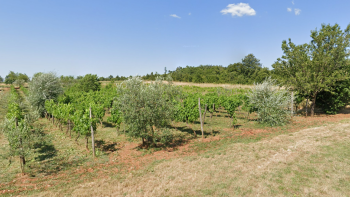 Ackerland mit reichem Weinberg und Olivenhain in Bale, Rovinj 