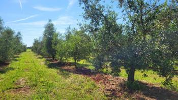 Une oliveraie spacieuse avec 300 oliviers dans la région de Novigrad 