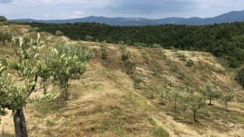 Olive grove in Draguć, Cerovlje 