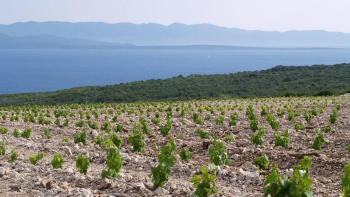 Project of family winery on the island of Hvar, the sunniest Croatian island 