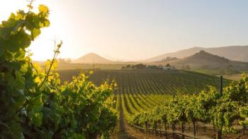 Established vinery with 30 ha of grape field 