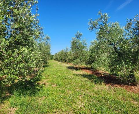 A spacious olive grove with 300 olive trees in Novigrad area - pic 6