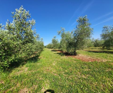 A spacious olive grove with 300 olive trees in Novigrad area - pic 7