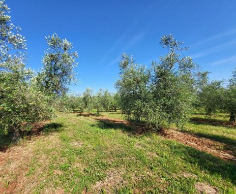 A spacious olive grove with 300 olive trees in Novigrad area - pic 8