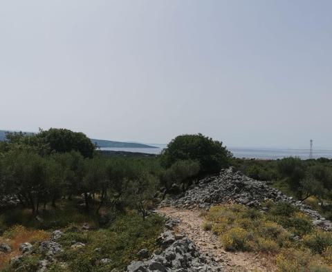 Olive grove on Krk with a farm building - pic 3