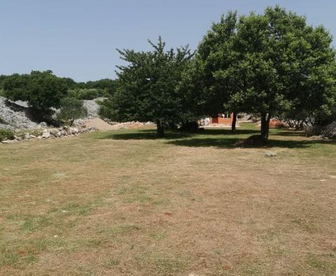 Olive grove on Krk with a farm building - pic 6