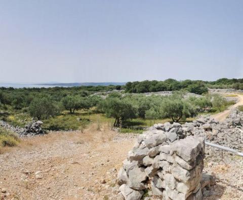 Olive grove on Krk with a farm building - pic 12