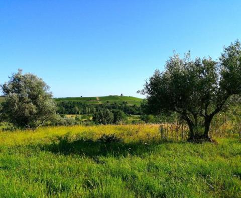 Építési telek Buje területén az építési övezet szélén, panorámás kilátással  - pic 5