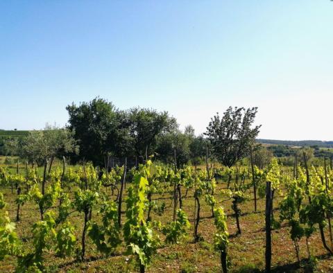 Building plot in Buje area on the edge of the construction zone, panoramic view  - pic 8