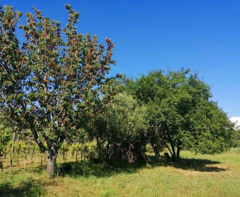 Építési telek Buje területén az építési övezet szélén, panorámás kilátással  - pic 10