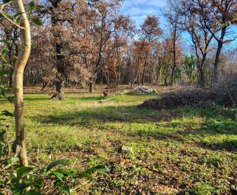 Wunderbare Kombination aus Agrar- und Stadtgrundstücken in Valica, Umag - foto 8