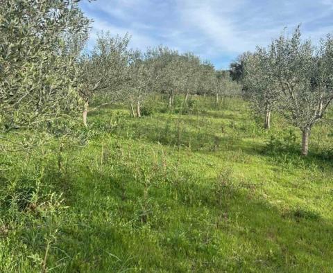 Oliveraie de 210 arbres à Mali Lošinj, à 200 m de la mer, à vendre - pic 2