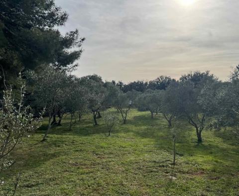 Olivenhain mit 210 Bäumen auf Mali Lošinj, 200 m vom Meer entfernt, zu verkaufen - foto 4