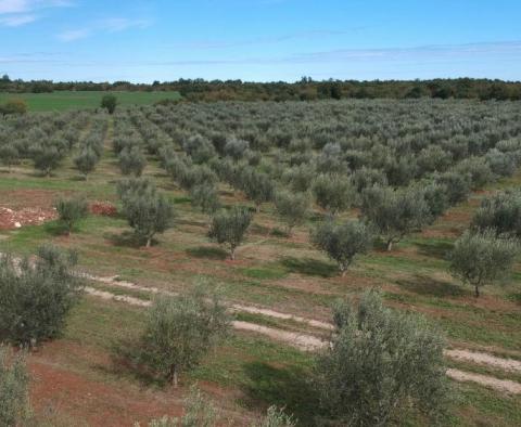 Einzigartiger Olivenhain in Sveti Lovreč, 14 km von Porec entfernt, 61.250 m2 - foto 3