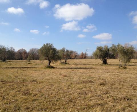 Außergewöhnliches Angebot an urbanisiertem Land, nur 200 Meter vom Meer entfernt in der Gegend von Umag-Novigrad - foto 3