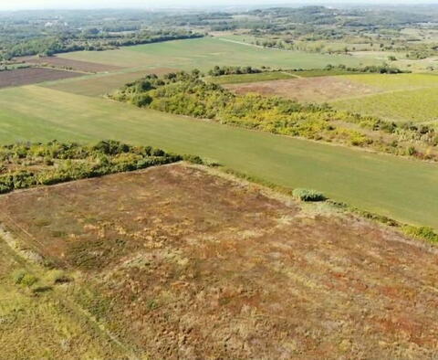 Prodej prostorné zemědělské půdy v oblasti Buje, 83.917m2 - pic 5