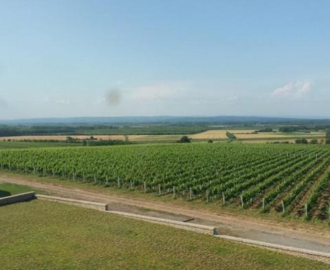 Installation de production de vigne unique en Slavonie 