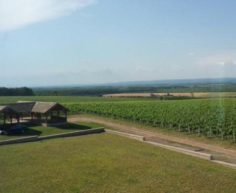 Installation de production de vigne unique en Slavonie - pic 4