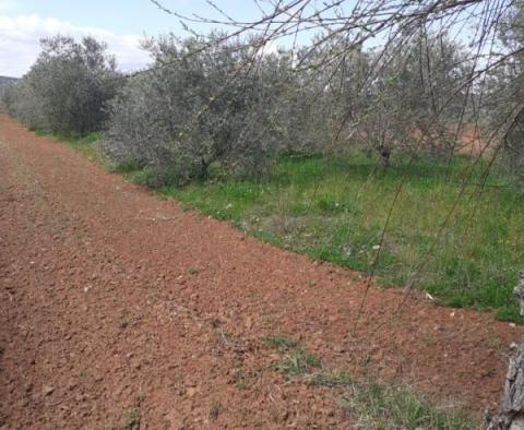 Dům s vinicí v oblasti Rovinj, 1700 metrů od moře - pic 2