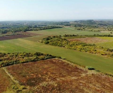 Terrain spacieux à vendre dans la région de Buje, à usage agricole, 39.178m2 - pic 3