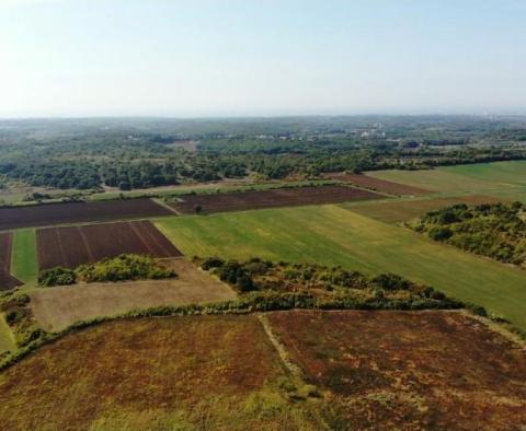 Terrain spacieux à vendre dans la région de Buje, à usage agricole, 39.178m2 - pic 4