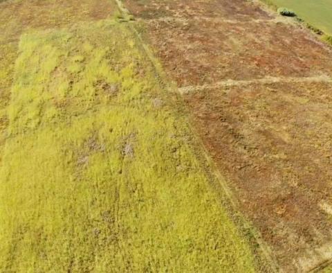 Terrain spacieux à vendre dans la région de Buje, à usage agricole, 39.178m2 - pic 6