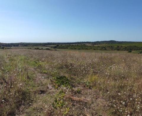 Terrain spacieux à vendre dans la région de Buje, à usage agricole, 39.178m2 - pic 8