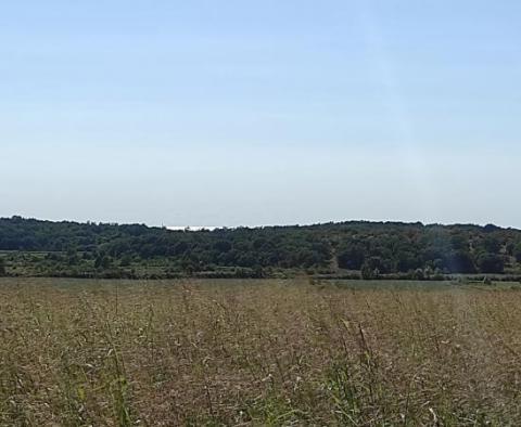 Terrain spacieux à vendre dans la région de Buje, à usage agricole, 39.178m2 - pic 10