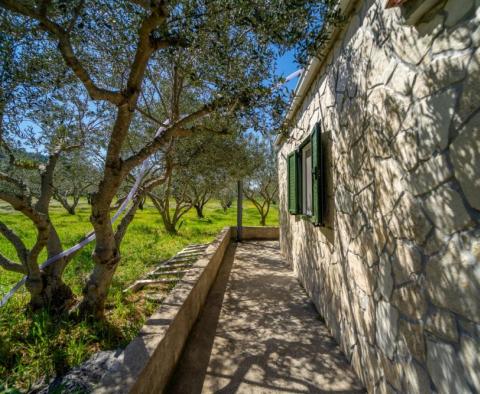 Detached house in Starigrad area on Hvar island with an olive field  - pic 16