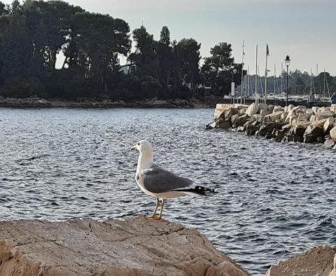 Grand penthouse neuf à Rovinj dans une nouvelle résidence de charme à 1 km de la mer - pic 36