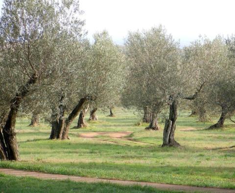 Pole oliwne o powierzchni 16 000 m2 ze stuletnimi drzewami na wyspie Brac w rejonie Skrip 