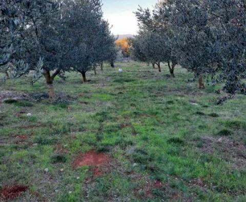 Pozemek ve Vrh na ostrově Krk s olivovým hájem - pic 3
