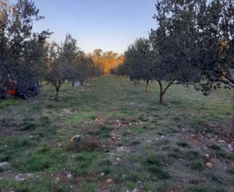 Pozemek ve Vrh na ostrově Krk s olivovým hájem - pic 4
