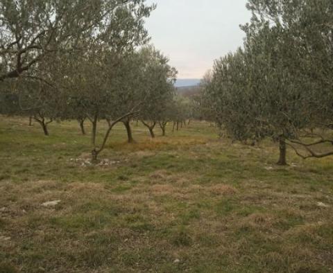 Земельный участок в Врх, остров Крк с оливковой рощей - фото 5