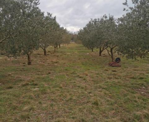 Земельный участок в Врх, остров Крк с оливковой рощей - фото 10