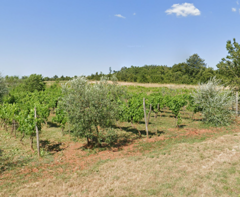 Ackerland mit reichem Weinberg und Olivenhain in Bale, Rovinj 