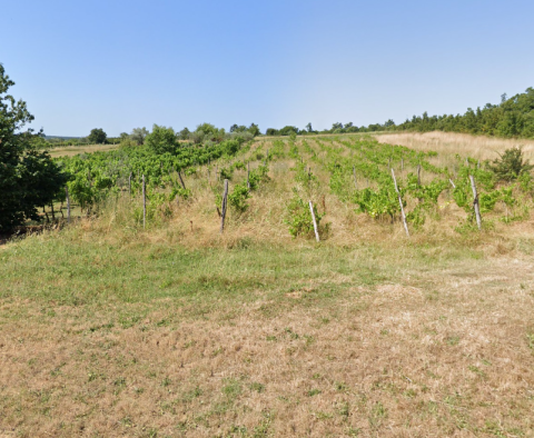 Mezőgazdasági terület gazdag szőlőültetvényekkel és olajfaligetekkel Bale-ben, Rovinjban - pic 2