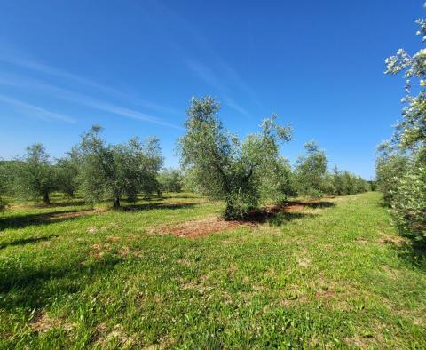 Просторная оливковая роща с 300 оливковыми деревьями в районе Новиграда. - фото 2