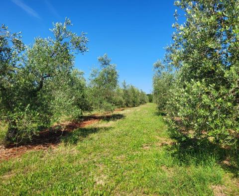 Просторная оливковая роща с 300 оливковыми деревьями в районе Новиграда. - фото 6