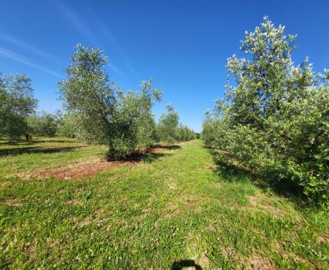 A spacious olive grove with 300 olive trees in Novigrad area - pic 7