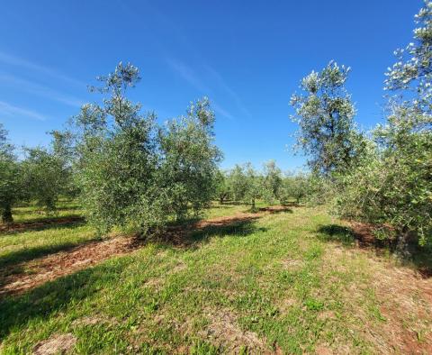 Просторная оливковая роща с 300 оливковыми деревьями в районе Новиграда. - фото 8