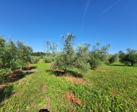 Просторная оливковая роща с 300 оливковыми деревьями в районе Новиграда. - фото 9