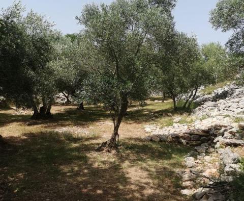 Olive grove on Krk with a farm building - pic 2